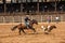 A Cowboy And His Horse Chasing Calf At Rodeo