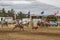 Cowboy on a horse catching a calf at rodeo show competition