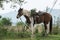 Cowboy horse with grassland and mountains