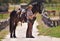 Cowboy, horse and happy in portrait in nature and together on western ranch in country. Trainer, face or smile by strong