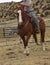 Cowboy on horse holding rope