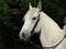 Cowboy horse portrait, stallion with western bridle.