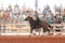 Cowboy horseback riding at the rodeo