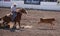 Cowboy horseback roping calf