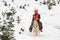 Cowboy hunter riding white horse in snow