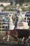 Cowboy lassoing cow at PRCA Rodeo