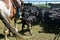 Cowboy misses a calf with his lariat and lasso