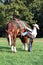 Cowboy mounting his horse