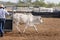 Cowboy Opens Gate For Cow In Rodeo Camp Draft