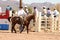 Cowboy participates in bucking horse competition
