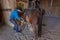 Cowboy prepares and grooms horse before Cattle Drive, San Juan M