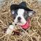 Cowboy Puppy