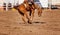 Cowboy Rides Bucking Rodeo Horse