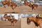 Cowboy Riding Bucking Bronco Collage