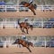 Cowboy Riding Bucking Bronco Collage