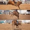 Cowboy Riding Bucking Bull Collage