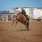 Cowboy Riding A Bucking Bull At A Country Rodeo