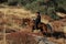 A cowboy riding the trails.