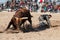 Cowboy Rodeo Bull Riding