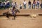 Cowboy roping calf