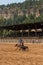 Cowboy Roping a Calf in South Dakota Rodeo