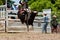 Cowboy\'s riding dangerous bull