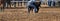 Cowboy Steer Wrestling At Country Rodeo