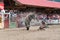 Cowboy is thrown to ground and nearly trampled by bucking bull