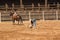 Cowboy Ties His Calf At Rodeo in South Dakota