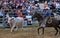 Cowboy at a western rodeo