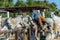 Cowboy White horse from Camargue