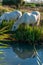 Cowboy White horse from Camargue