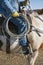 Cowboy wrangler ranch hand riding paint horse with saddle, boots and spurs carrying a lariat rope