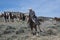 Cowboy wrangler riding paint horse leading herd of galloping horses at a gallop