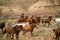 Cowboy wrangling up herd of horses in roundup
