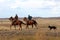 Cowboys with cattle dog