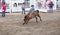 Cowboys competing in Ranch Bronc Riding