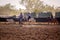 Cowboys And Cowgirl Herding A Calf At Rodeo