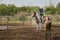 Cowboys on horseback are throwing rope catch cows in the ranch