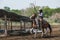 Cowboys on horseback are throwing rope to catch cows in ranch