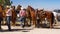 Cowboys and Horses, Bryce Canyon, Utah