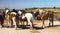 Cowboys and Horses, Bryce Canyon, Utah