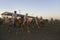 Cowboys at sunset at PRCA Rodeo