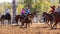 Cowboys Team Roping A Calf