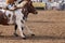 Cowboys Turn Riderless Horse Towards Exit Chute In Rodeo