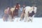 Cowgirl and Cowboy moving horses back to ranch