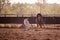 Cowgirl Herding A Calf In Campdraft Rodeo Event