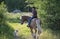 Cowgirl horseback riding in forest