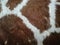 Cowhide leather colored texture