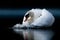Cowled Mute Swan on Smooth Dark Water